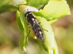 Platycheirus albimanus