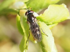 Platycheirus albimanus
