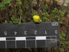 Calceolaria inamoena