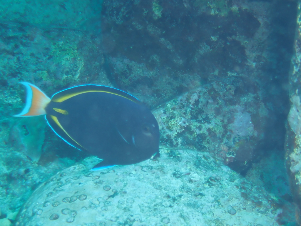 Golden Rim Surgeonfish