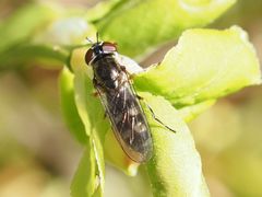 Platycheirus albimanus