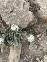Oreocarya confertiflora