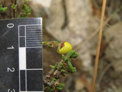 Calceolaria inamoena