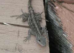 Anolis sagrei