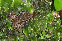 Mannophryne trinitatis