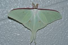 Actias aliena