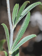Psoralea venusta