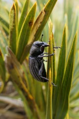 Lyperobius clarkei