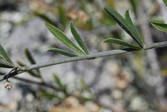 Psoralea venusta