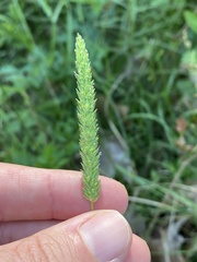 Phalaris caroliniana