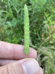 Phalaris caroliniana