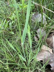 Phalaris caroliniana