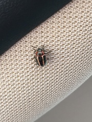 Calligrapha californica