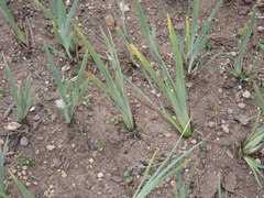 Sisyrinchium hitchcockii
