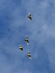 Cacatua sanguinea