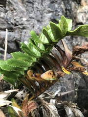 Asplenium obtusatum sphenoides