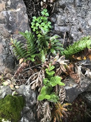 Asplenium obtusatum sphenoides