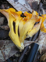 Craterellus odoratus