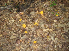 Craterellus odoratus