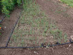 Sisyrinchium hitchcockii