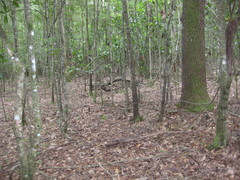 Craterellus odoratus
