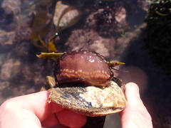 Cucumaria frondosa
