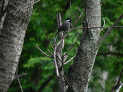 Melaniparus cinerascens