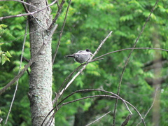 Melaniparus cinerascens