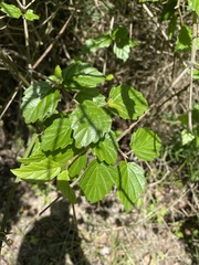 Viburnum scabrellum