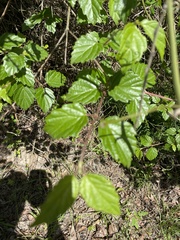 Viburnum scabrellum