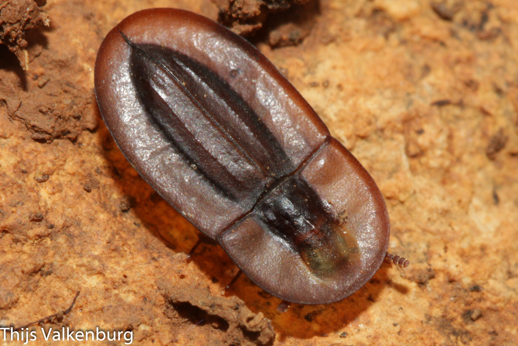 UFO Darkling Beetles