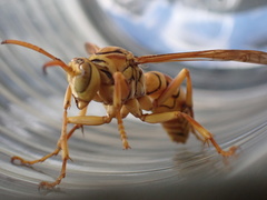 Polistes olivaceus