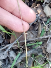 Poa bulbosa subsp. bulbosa image