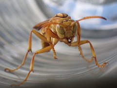 Polistes olivaceus