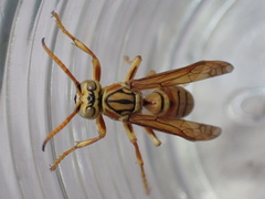 Polistes olivaceus