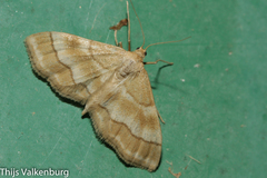 Idaea circuitaria