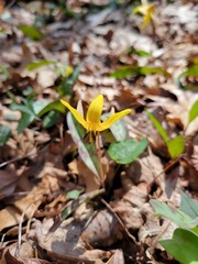 Erythronium americanum