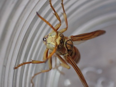 Polistes olivaceus