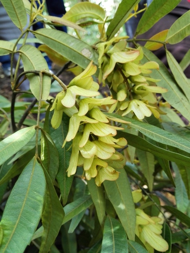 Oreomunnea mexicana