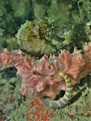 Hippocampus comes