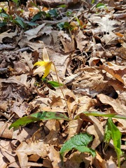 Erythronium americanum