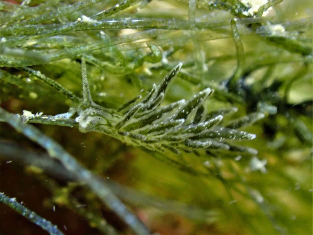 Placida daguilarensis