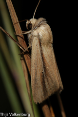Mythimna prominens