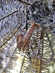 Synalpheus stimpsonii