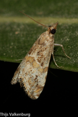 Euchromius cambridgei