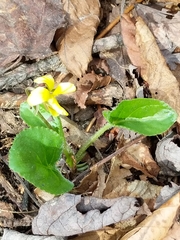 Viola rotundifolia