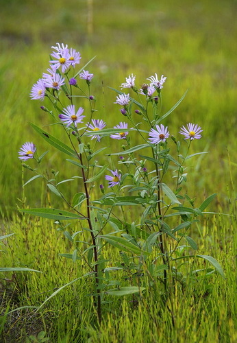 Symphyotrichum robynsianum (J.Rousseau) Brouillet & Labrecque