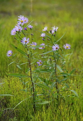 Symphyotrichum robynsianum