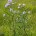 Robyns' Aster - Photo (c) Andy Fyon, some rights reserved (CC BY-NC), uploaded by Andy Fyon