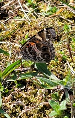 Vanessa virginiensis